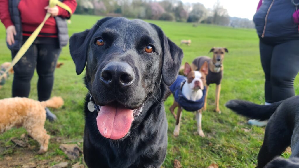 A cheerful black dog stands out in a group of dogs during a park walk, showcasing socialization and outdoor fun for pets. - dog boarding in Hoschton, GA