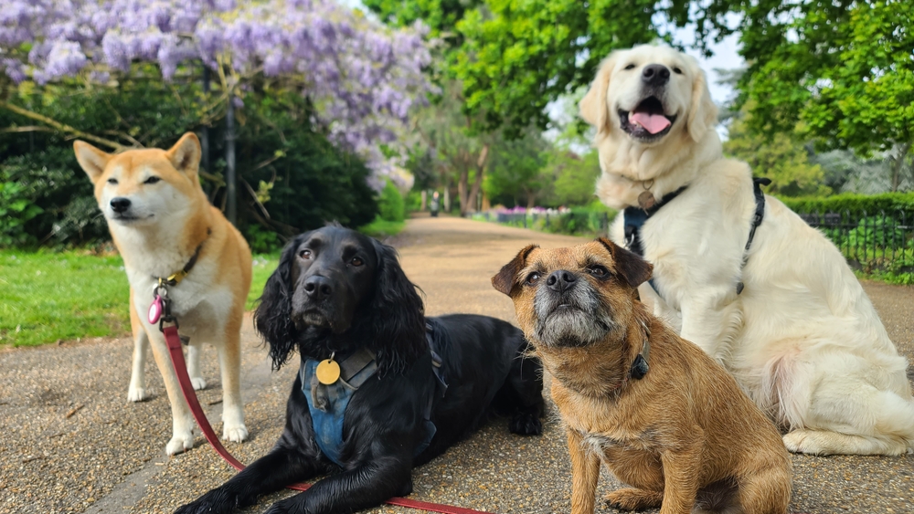 Four dogs of various breeds enjoy a walk in the park, showing off their personalities and friendship under a sunny sky with blooming trees. - Dog Boarding in Braselton, GA