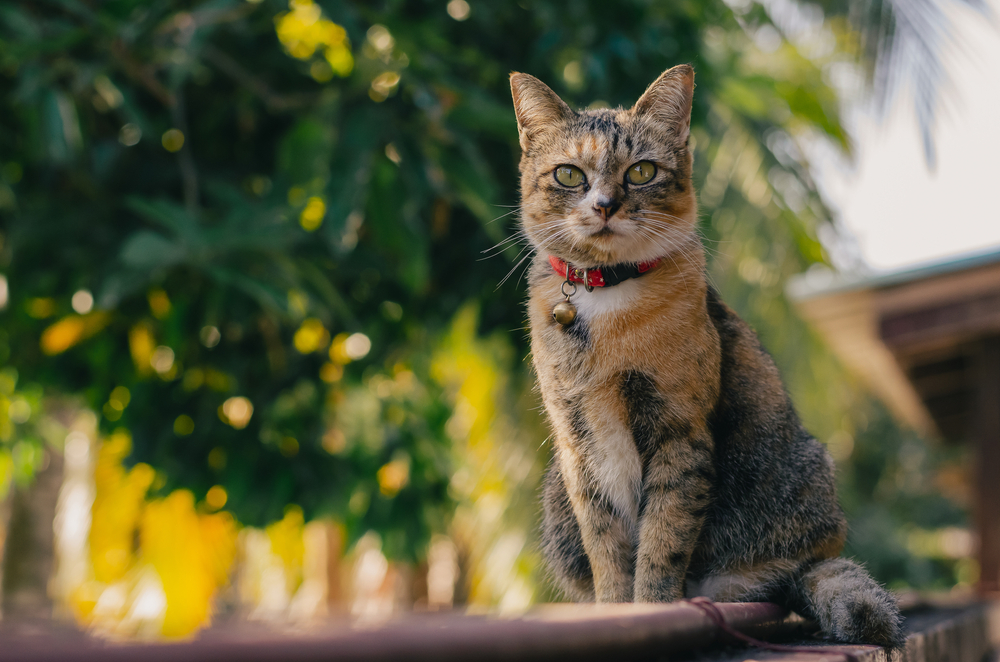 A confident tabby cat wearing a red collar perches on a railing, calmly surveying the outdoors with bright, alert eyes.