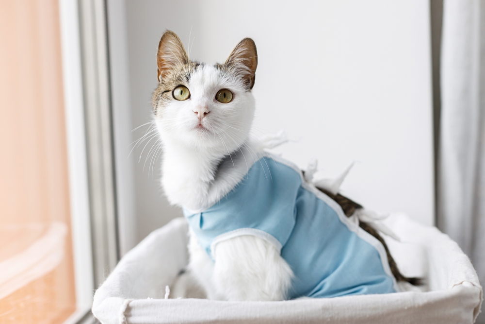 Cat in Recovery Suit | Post-Surgery Pet Care A white and tabby cat wears a light blue recovery suit while resting in a soft basket, indicating post-surgical healing and comfort.