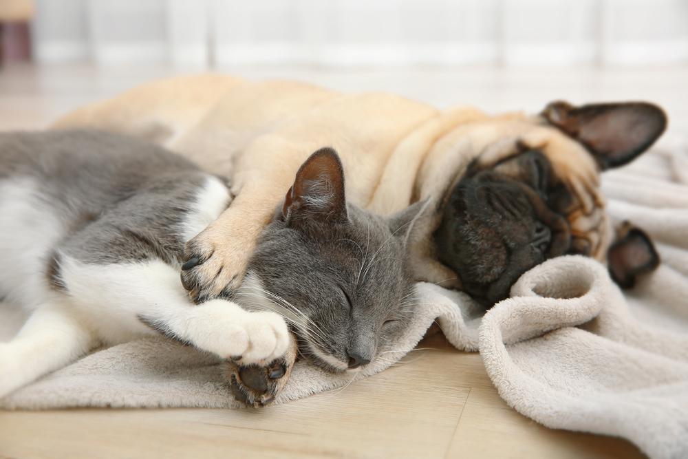 A cat and a dog nap together under a blanket, with the cat gently hugging the dog, capturing a heartwarming moment of friendship. - Vet in Hoschton, GA