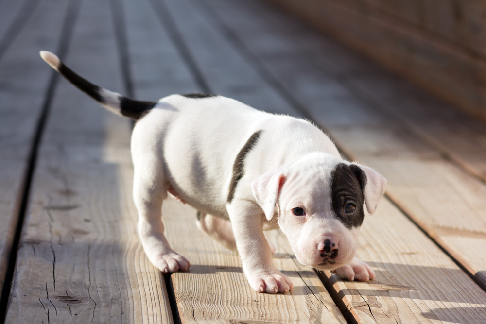 A young white puppy with black markings explores a sunlit wooden deck, capturing the innocence and energy of a playful pup. - dog boarding in Hoschton, GA