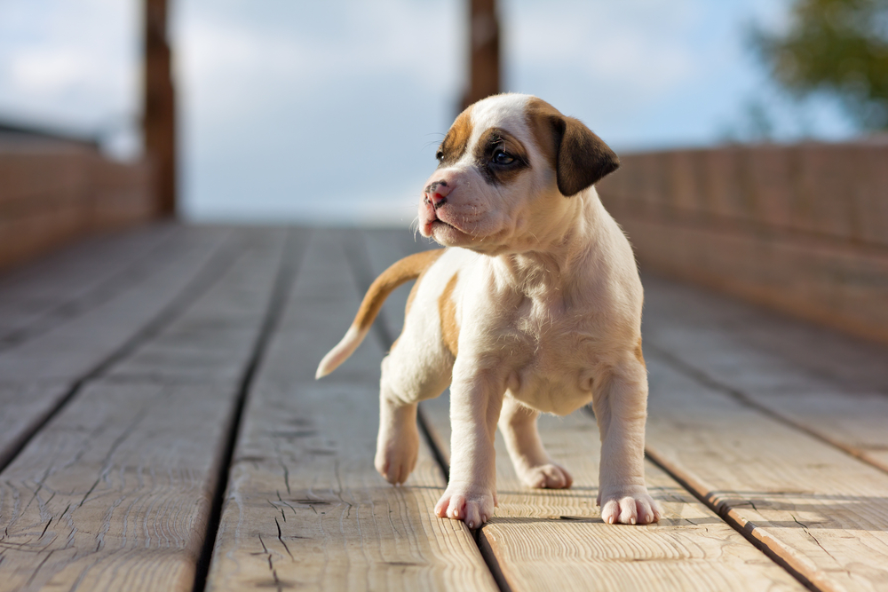 A curious puppy stands confidently on a wooden bridge, enjoying a moment of exploration in a beautiful outdoor setting. - Dog Boarding in Braselton, GA