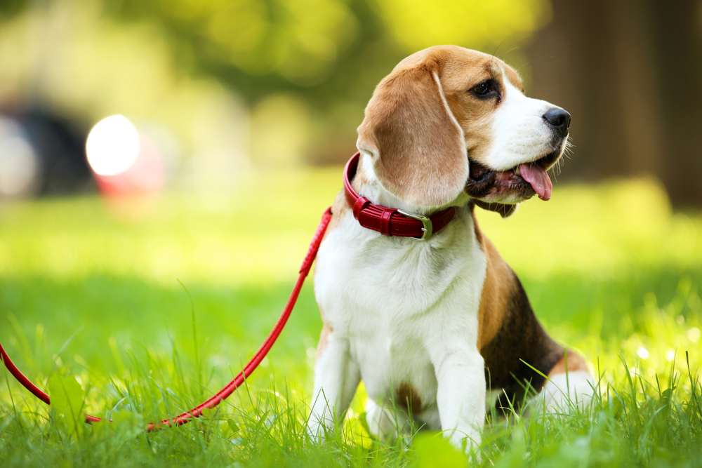 Beagle Sitting in the Park | Calm and Alert Pet A beagle sits attentively in a sunlit park with its red leash, enjoying the outdoors while remaining alert and ready for action.