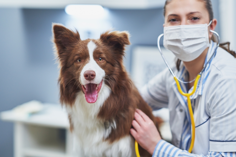 Smiling Dog at Vet Clinic | Professional Pet Care A cheerful Border Collie poses beside a masked veterinarian during a routine checkup, showcasing trust and expert veterinary service.