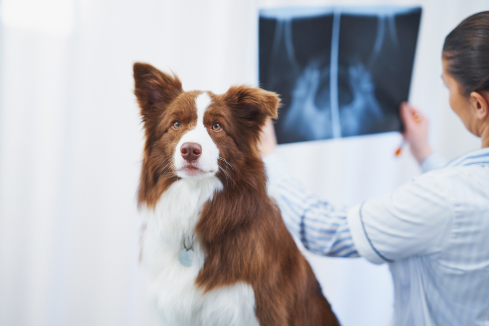 A Border Collie sits calmly as a veterinarian reviews its X-ray, showcasing professional diagnostic care in a clinical setting.