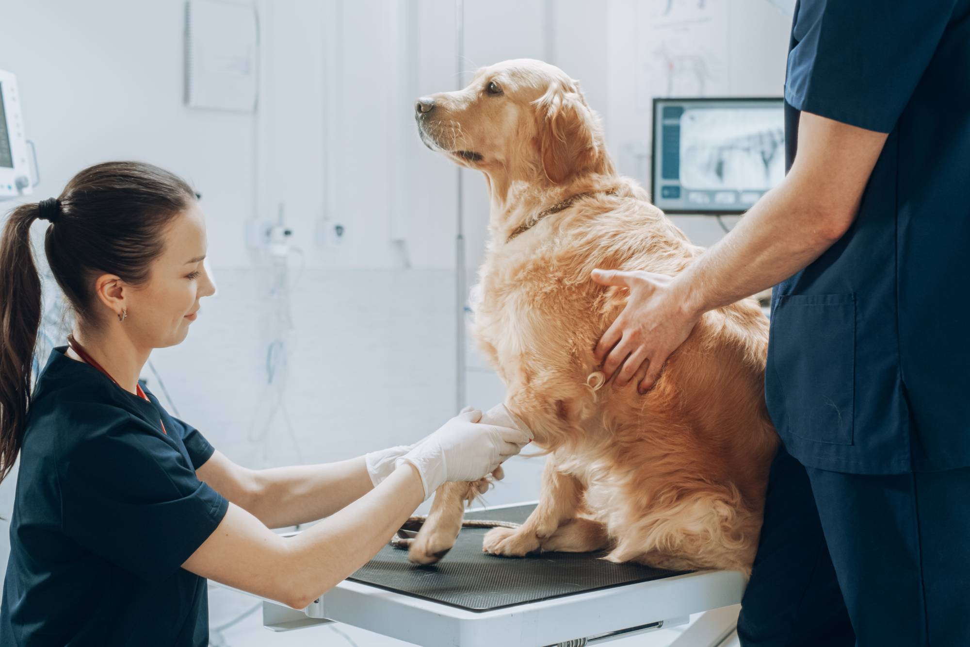 Veterinarians conduct a thorough health exam on a golden retriever in a clean, well-equipped veterinary clinic setting. - Veterinarian in Jefferson, GA