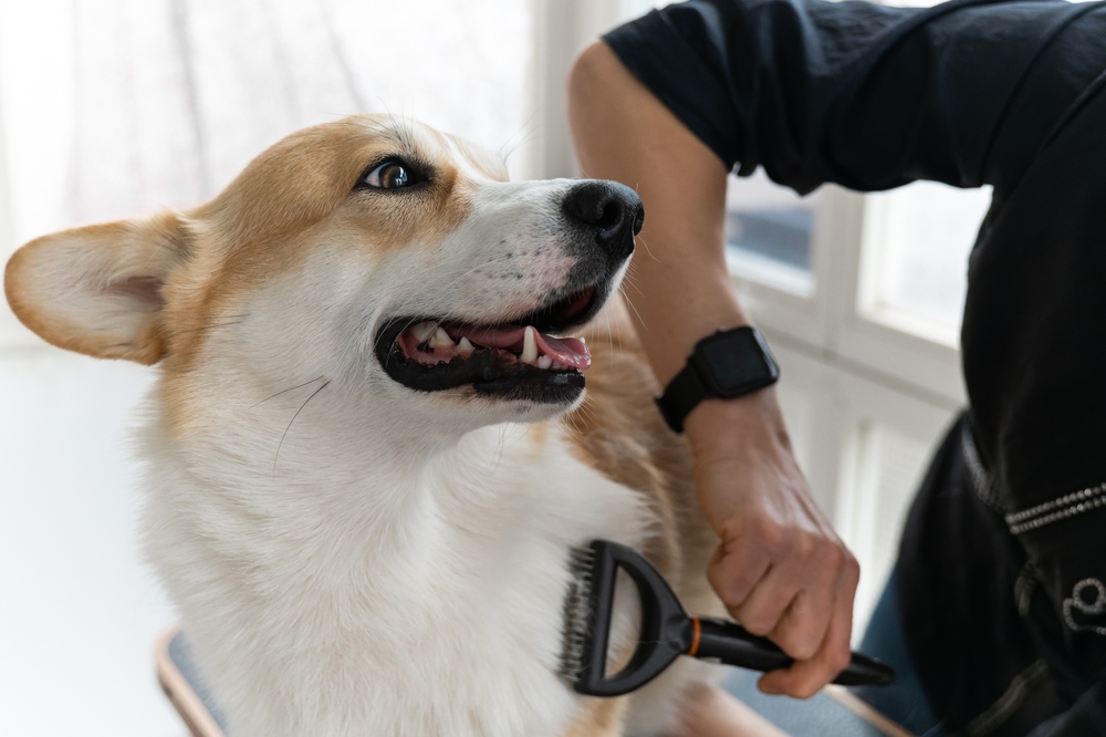 A smiling corgi enjoys a grooming session as its coat is brushed, emphasizing the importance of regular pet maintenance. - Dog Grooming in Braselton, GA