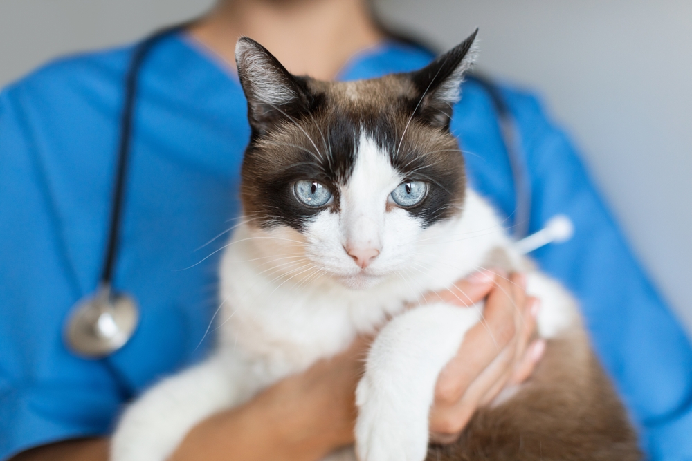 A Siamese cat is held securely by a veterinarian during a routine exam, emphasizing gentle, professional feline healthcare.