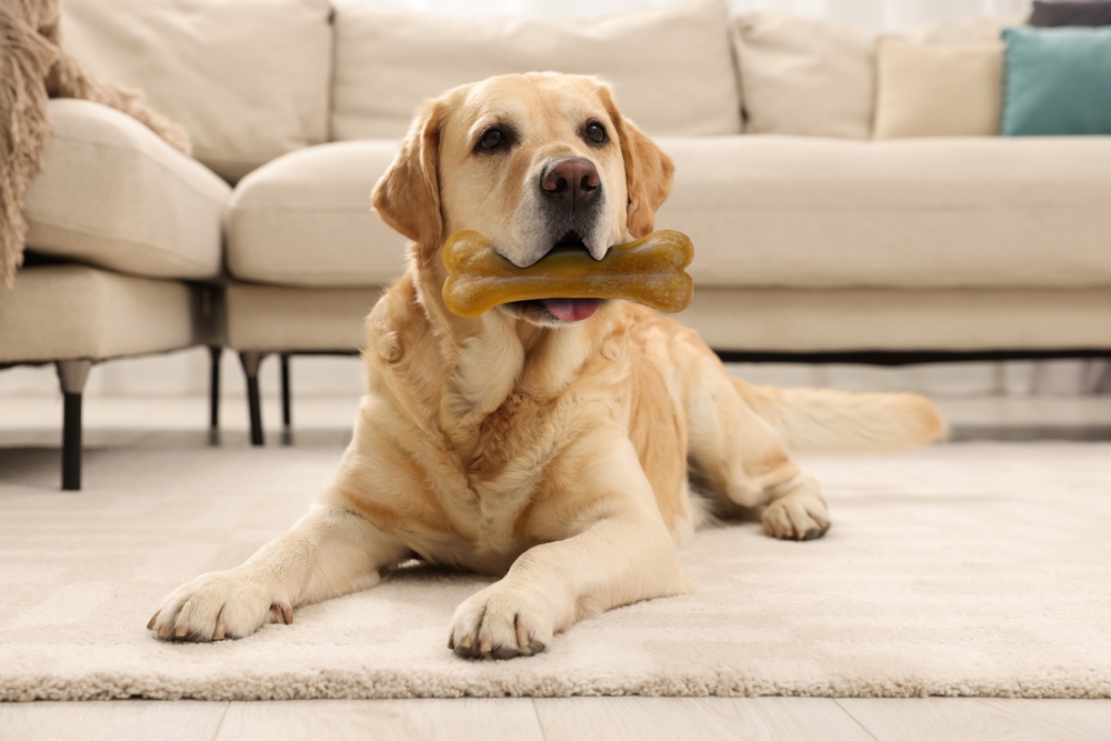 Labrador with Chew Bone | Dental Treat for Dogs A relaxed Labrador Retriever chews a large dental bone on a living room carpet, supporting oral health and jaw strength.