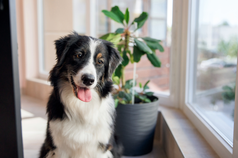 A black and white dog relaxes beside a bright window and potted plant, enjoying a serene indoor moment at home. - dog boarding in Hoschton, GA