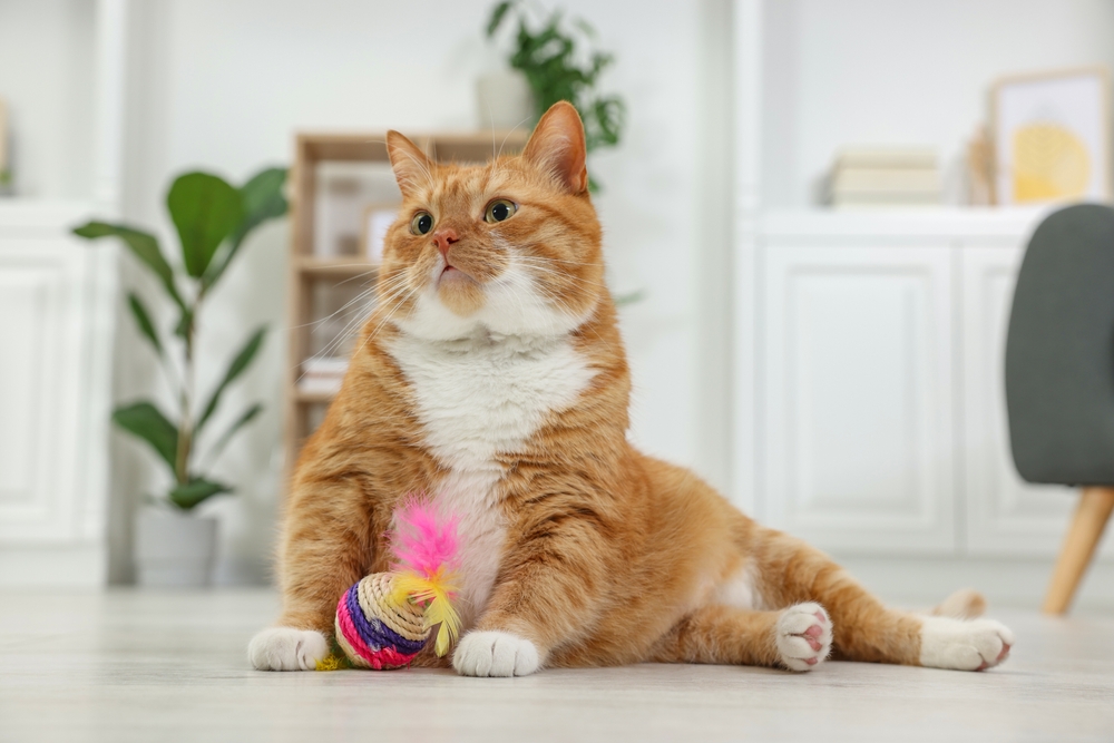 Overweight Cat at Home | Playful and Relaxed A chubby orange cat lounges indoors with a colorful toy, highlighting the importance of exercise and monitoring feline weight.