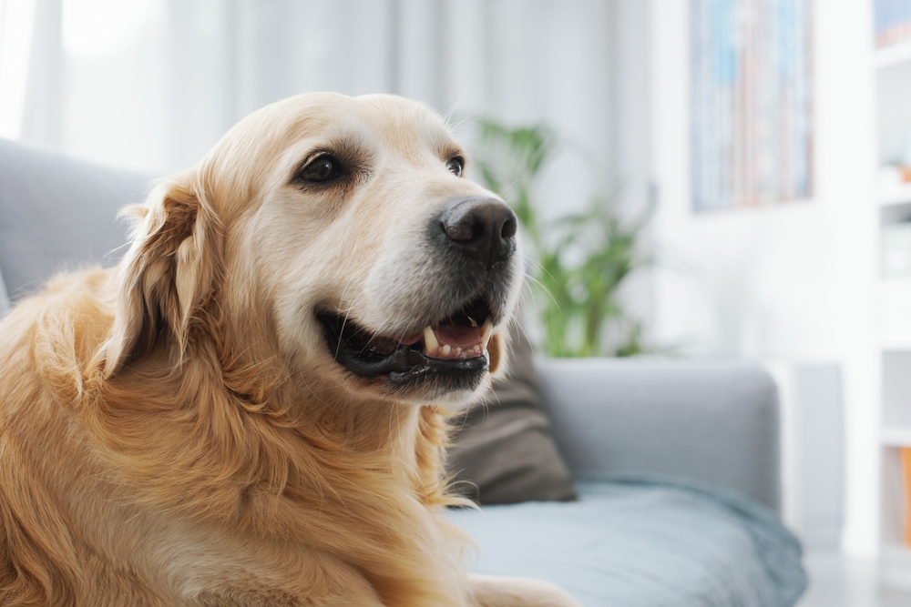 A cheerful golden retriever lounges on a comfy couch in a cozy living room, enjoying a quiet and relaxing moment. - dog boarding in Jefferson, GA