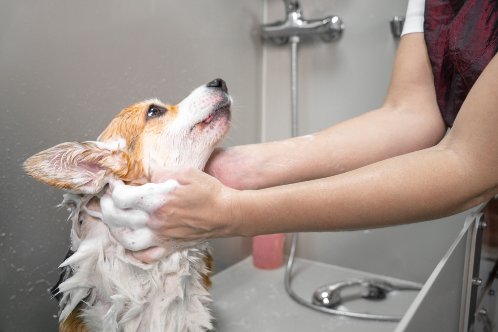 A corgi receives a thorough bath with gentle lathering, highlighting cleanliness and care during a professional dog grooming service. - Dog Grooming in Braselton, GA