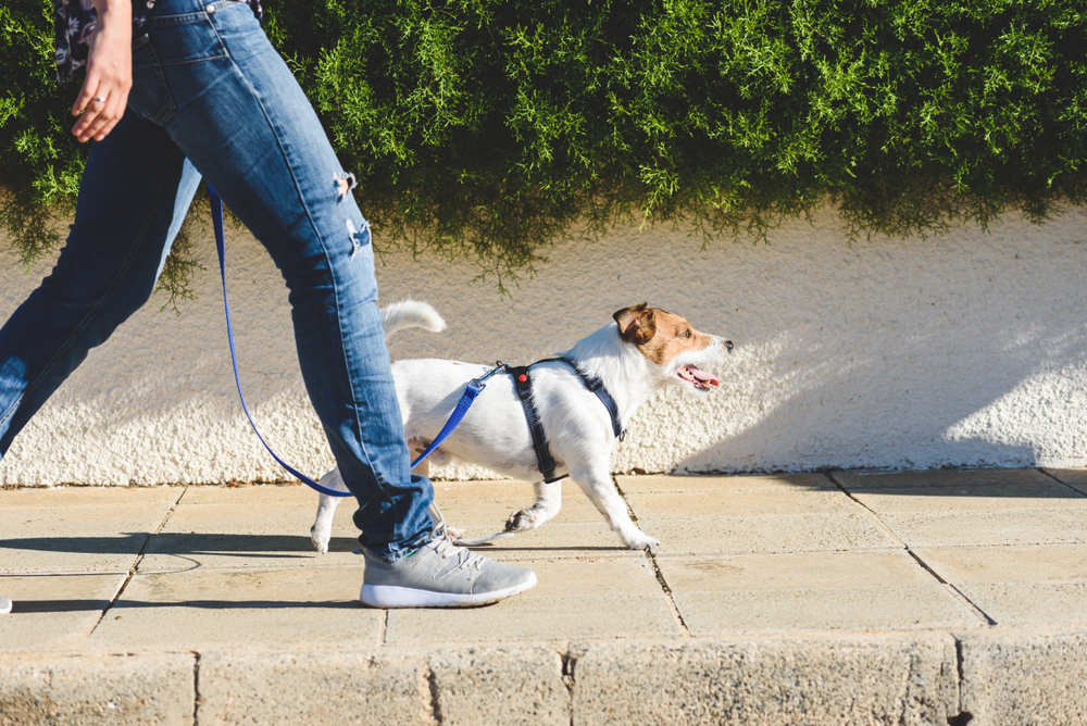 Daily Dog Walk | Active Pet Lifestyle Outdoors A happy dog walks alongside its owner on a sunny sidewalk, enjoying daily exercise and bonding time on a leash.