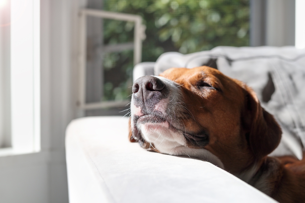 A brown dog rests peacefully with eyes closed, soaking up sunlight while napping on a cozy white sofa. - dog boarding in Jefferson, GA
