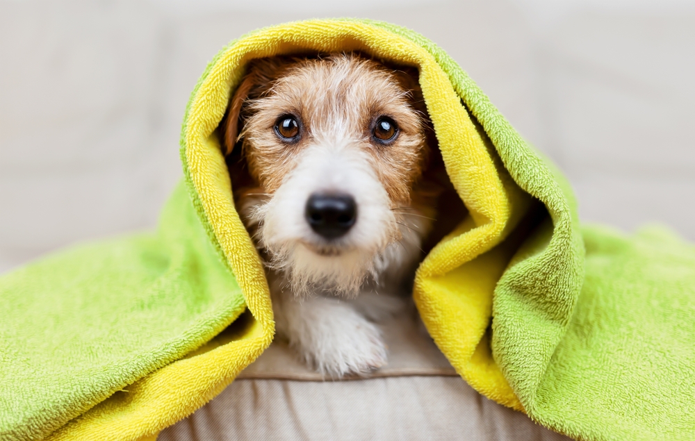 A small dog is wrapped snugly in a bright towel after a bath, capturing a warm and comforting grooming moment. - Dog Grooming in Braselton, GA