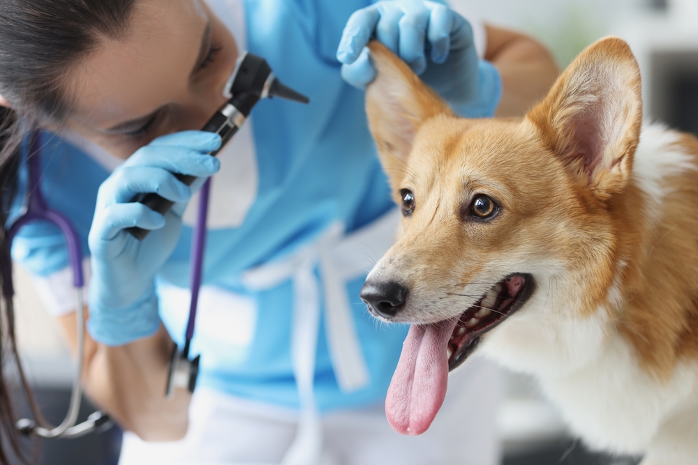 Dog Ear Exam by Vet | Routine Pet Health Check A veterinarian carefully examines a happy Corgi’s ear during a wellness check, promoting preventive care and comfort for pets.