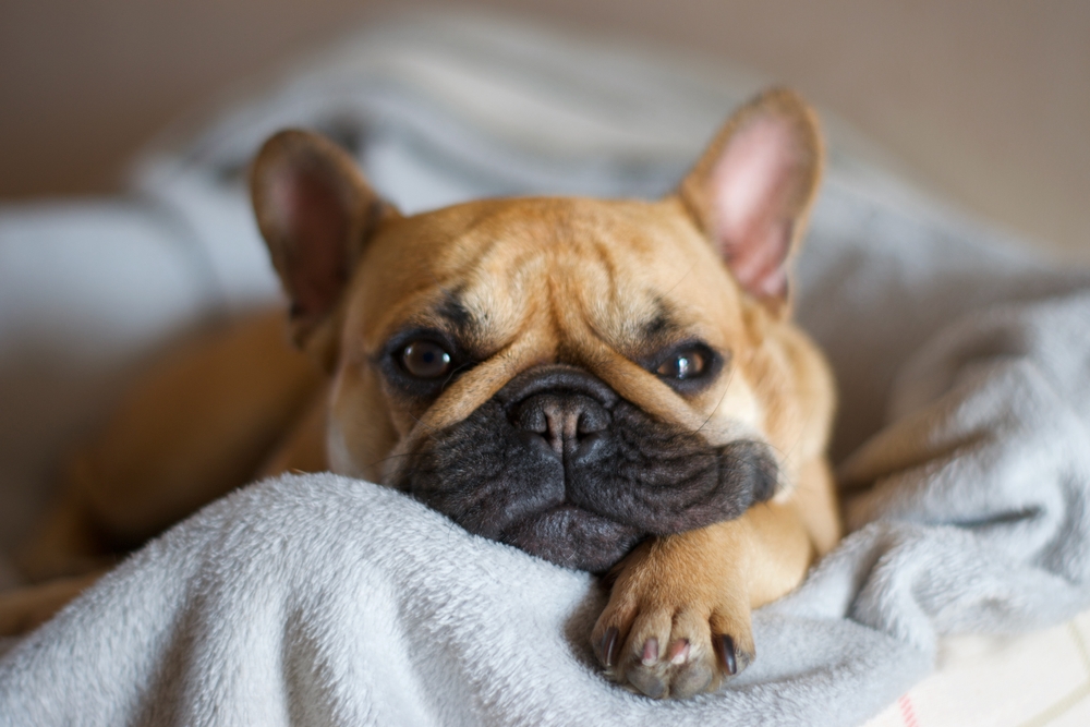Cozy French Bulldog | Relaxed Pet on Blanket A French Bulldog relaxes on a soft grey blanket, looking calm and content in a warm, indoor setting.