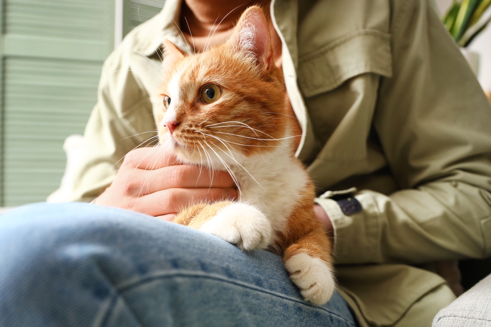 Cat on Owner’s Lap | Pet Comfort and Bonding An orange tabby cat lounges peacefully on its owner's lap, enjoying affectionate attention and close companionship.