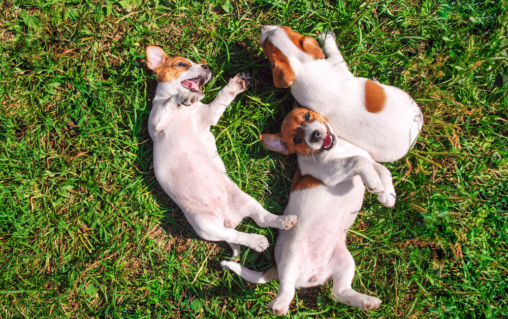 Three energetic puppies roll and play together on the grass, capturing the pure delight of young dogs enjoying a sunny day.