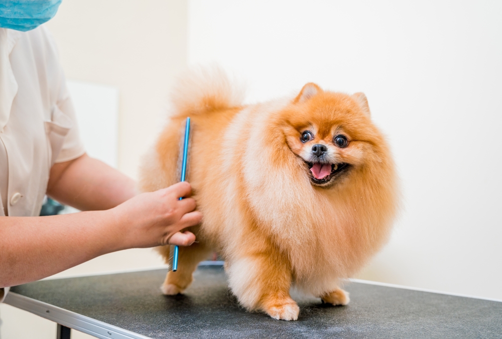 Pomeranian Grooming Session - Dog Grooming in Jefferson, GA A happy Pomeranian gets brushed by a professional groomer, highlighting coat care and pampering at a pet grooming salon. - Dog Grooming in Jefferson, GA