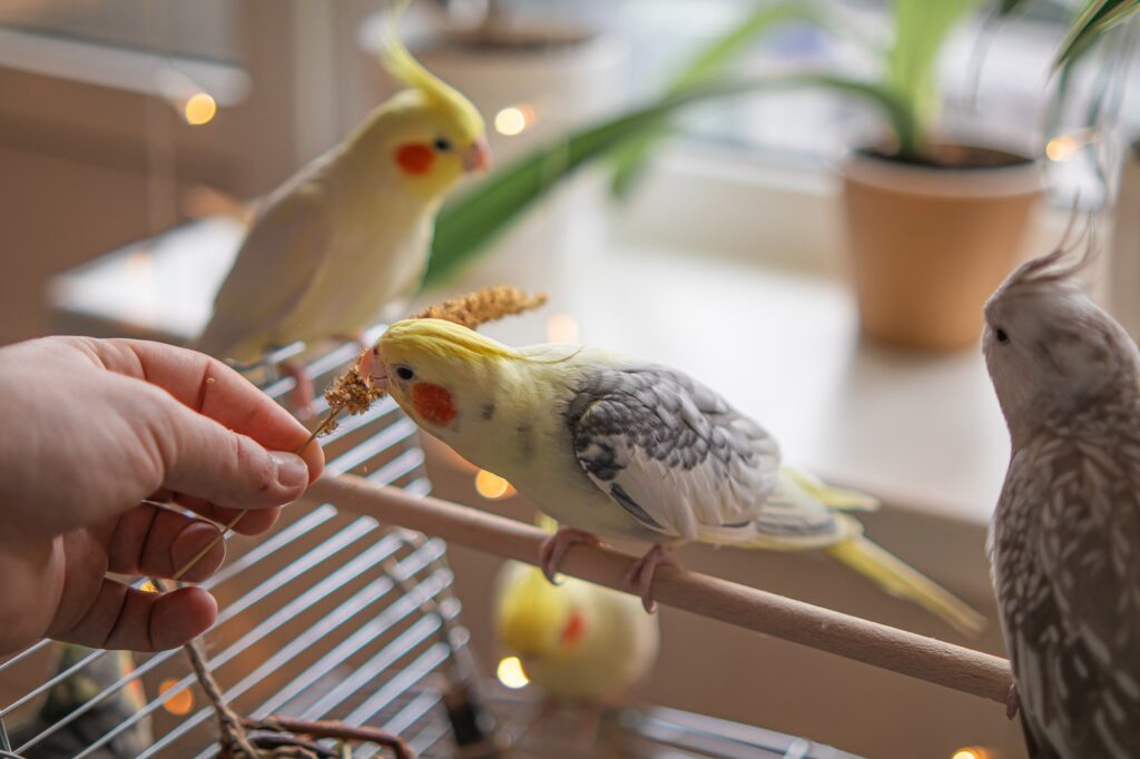 A hand offers food to friendly cockatiels perched inside their cage, highlighting the care and bonding with pet birds. - Veterinarian in Jefferson, GA