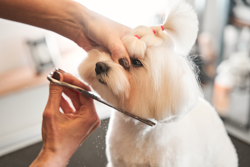 Professional Dog Haircut - Dog Grooming in Jefferson, GA A small white dog receives a careful haircut at a grooming salon, showcasing expert grooming care and pampering. - Dog Grooming in Jefferson, GA