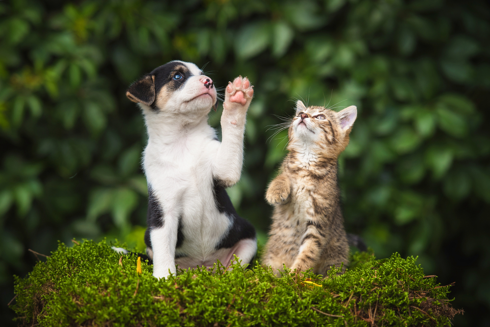 A playful puppy and curious kitten raise their paws in unison on a mossy surface, surrounded by vibrant greenery in the background. - Braselton Vet
