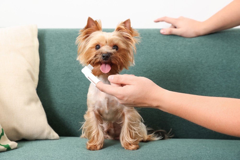 Yorkie Dental Care | Dog Toothbrushing Routine A cheerful Yorkshire Terrier sits on a couch while being presented with a toothbrush, promoting at-home dog dental hygiene.