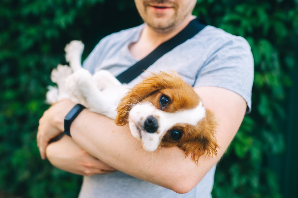 A man gently cradles a Cavalier King Charles Spaniel puppy in his arms, showcasing love and bonding between owner and pet.