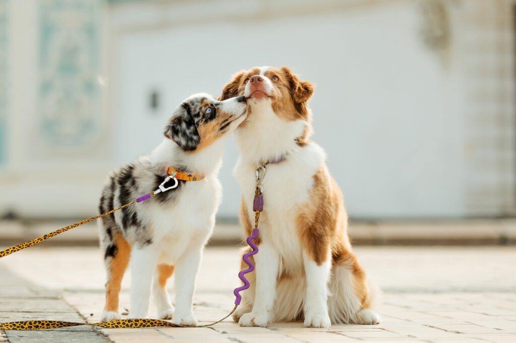 Two leashed dogs share a sweet moment outdoors as one kisses the other, showing playful affection and friendship.