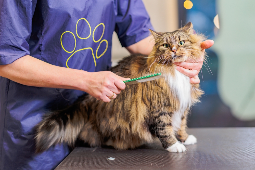 Long-Haired Cat Grooming | Feline Coat Care A fluffy long-haired cat is gently brushed by a groomer, highlighting proper feline grooming for coat health and cleanliness.