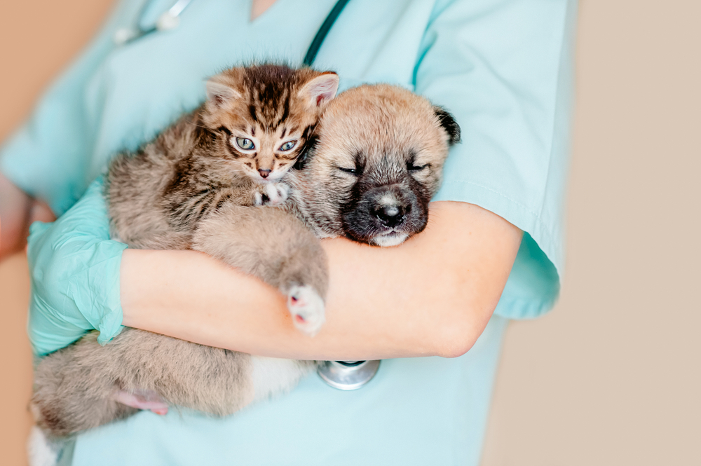 A veterinarian gently holds a small kitten and puppy, highlighting nurturing care and early health support for young pets.