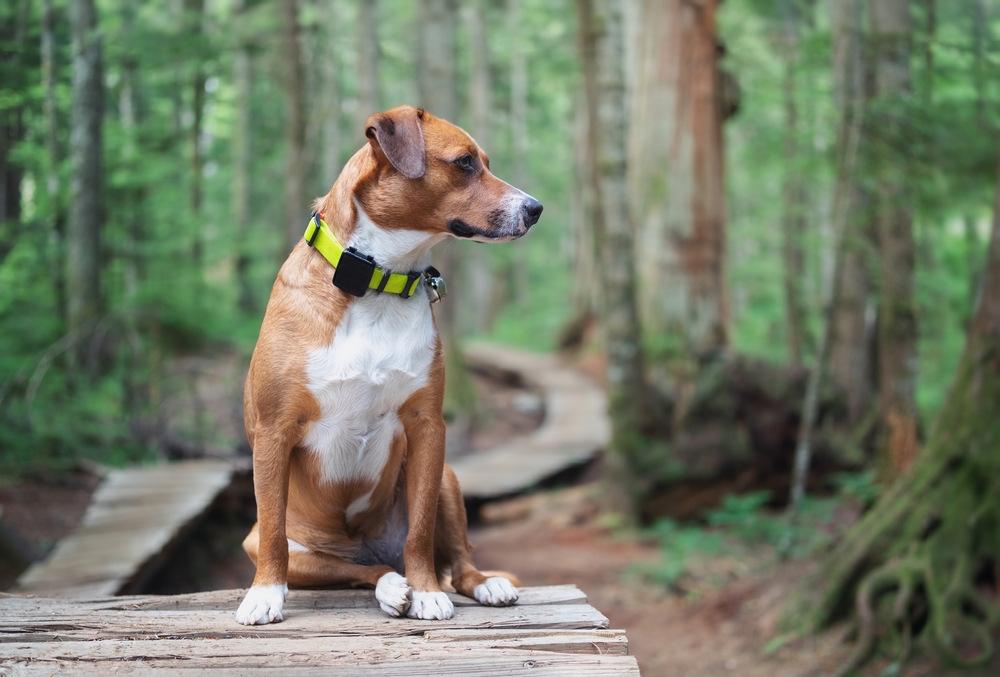 A brown and white dog sits attentively on a forest boardwalk, enjoying a peaceful moment during a nature hike. - dog boarding in Hoschton, GA