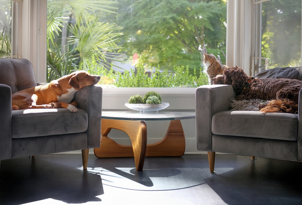A cat and two dogs rest comfortably on armchairs by a bright window, enjoying a peaceful moment in a cozy home. - Veterinarian in Jefferson, GA