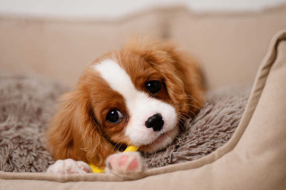 Puppy Chewing Toy | Teething Relief and Playtime A Cavalier King Charles Spaniel puppy rests in a soft bed while chewing a toy, perfect for teething and healthy development.