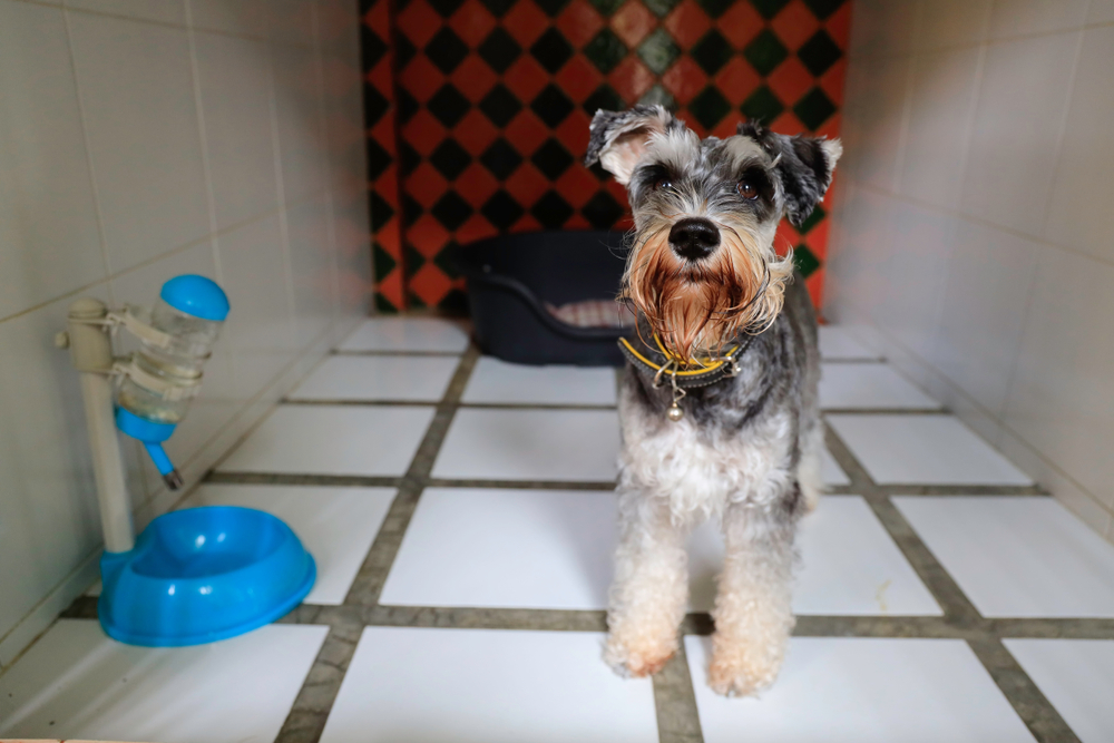 A schnauzer stands in a clean, tiled kennel with food and water nearby, representing secure and well-managed dog boarding services. - Dog Boarding in Braselton, GA