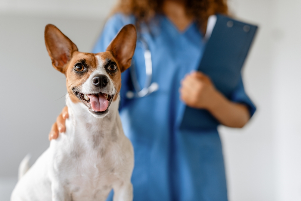 A cheerful dog stands in front of a smiling veterinarian, ready for a check-up, symbolizing trust and quality pet healthcare. - Vet in Hoschton, GA