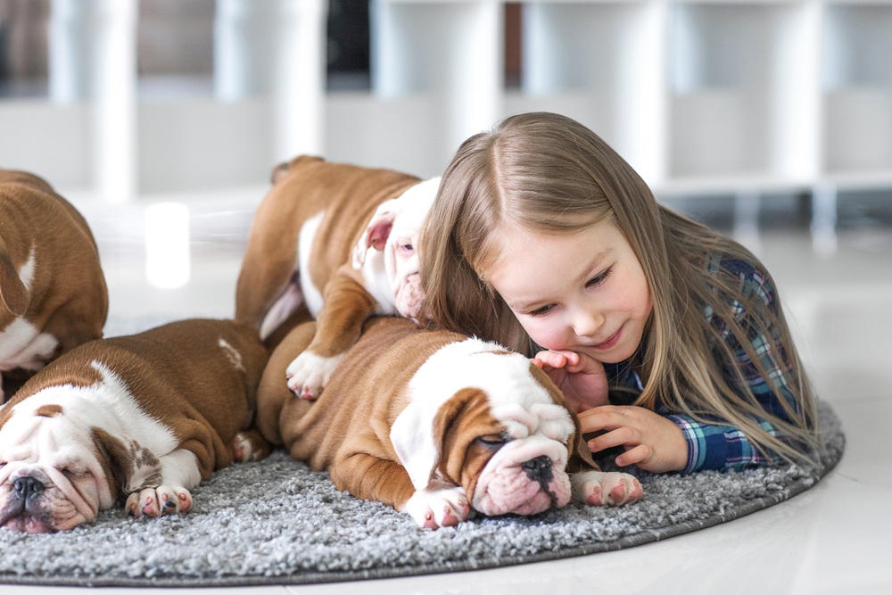 A young girl snuggles with a group of adorable bulldog puppies on a soft rug, capturing a joyful and loving moment. - dog boarding in Jefferson, GA