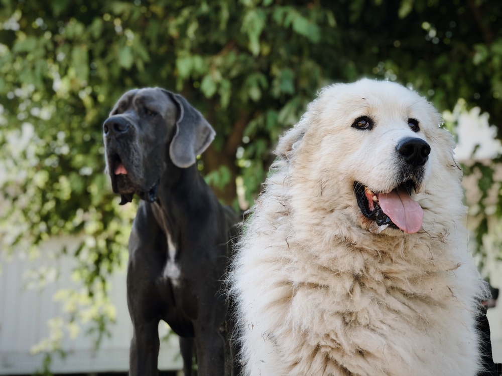 A Great Dane and a fluffy white dog relax outdoors, representing calm companionship among giant dog breeds. - dog boarding in Hoschton, GA