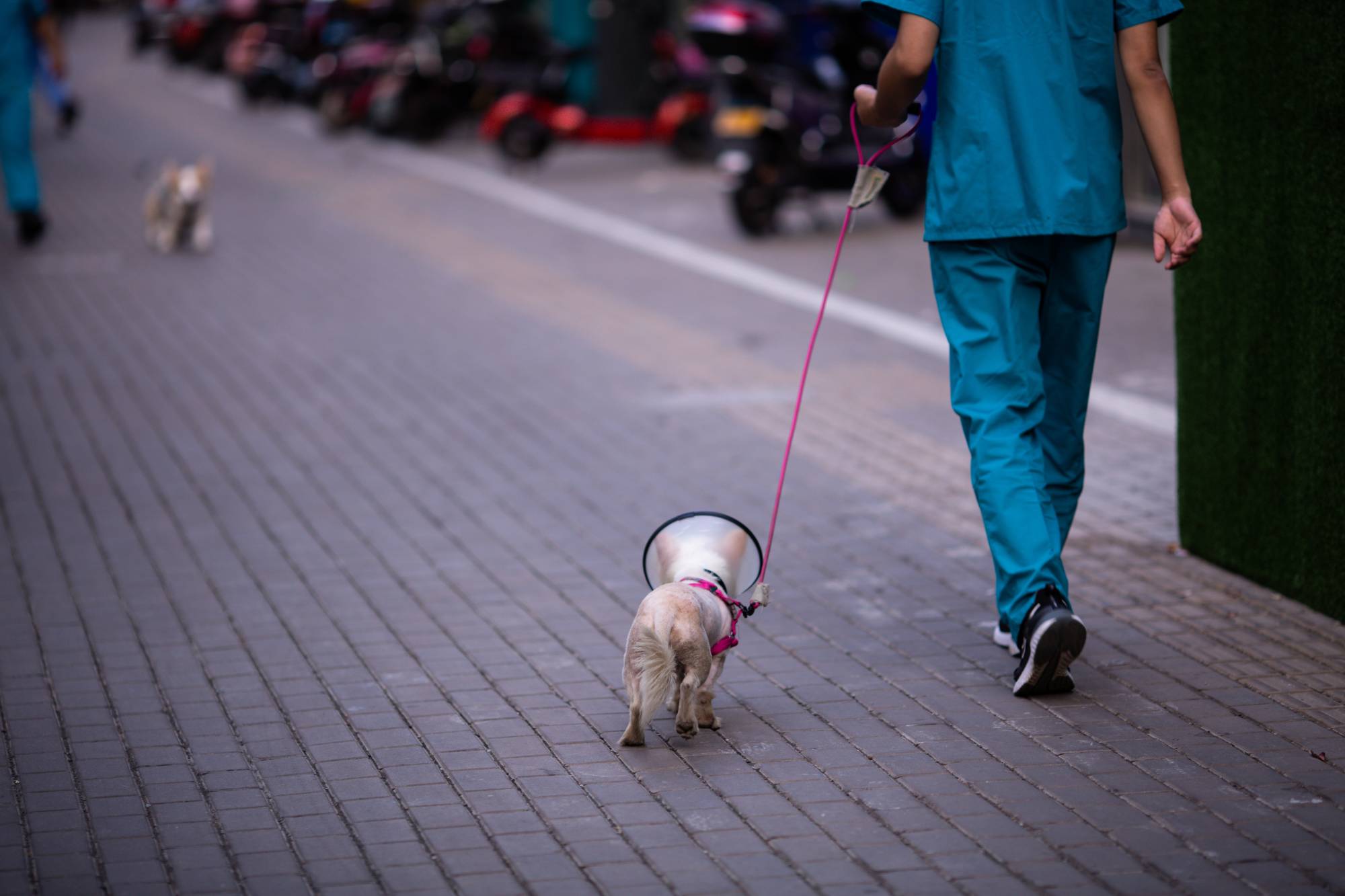 Veterinary professional walks a small dog wearing a cone after surgery, symbolizing post-operative care and recovery support. - Veterinarian in Jefferson, GA