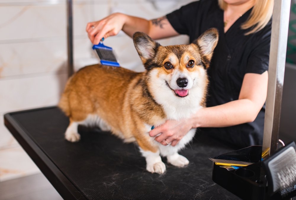 Corgi Dog Grooming Session | Professional Pet Care A happy Corgi stands on a grooming table while being brushed by a professional groomer, showcasing expert pet grooming services.