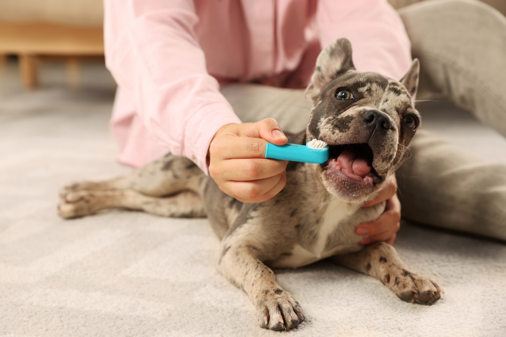 Brushing Dog’s Teeth | French Bulldog Oral Care A French Bulldog gets its teeth brushed by its owner on the carpet, highlighting the importance of daily dog dental care.