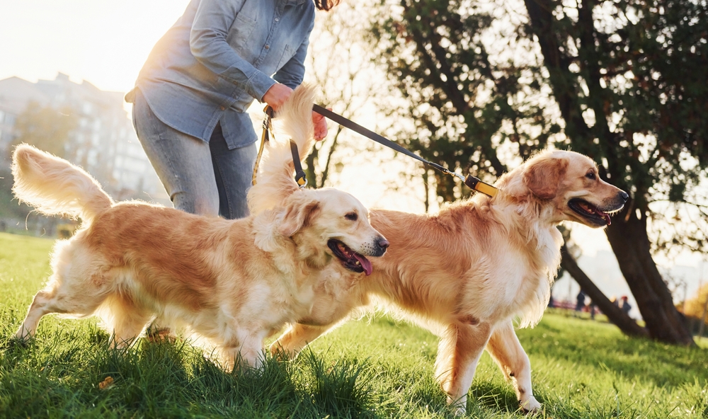Walking Golden Retrievers | Active Pet Lifestyle A pair of happy Golden Retrievers enjoy a brisk walk in the park with their owner on a sunny day, full of energy and excitement.