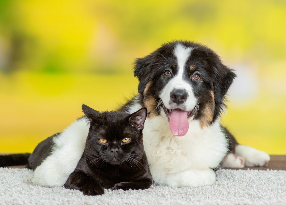 A fluffy puppy sits beside a black cat, both relaxed and close on a cozy white rug with a bright green backdrop behind them. - Braselton Vet