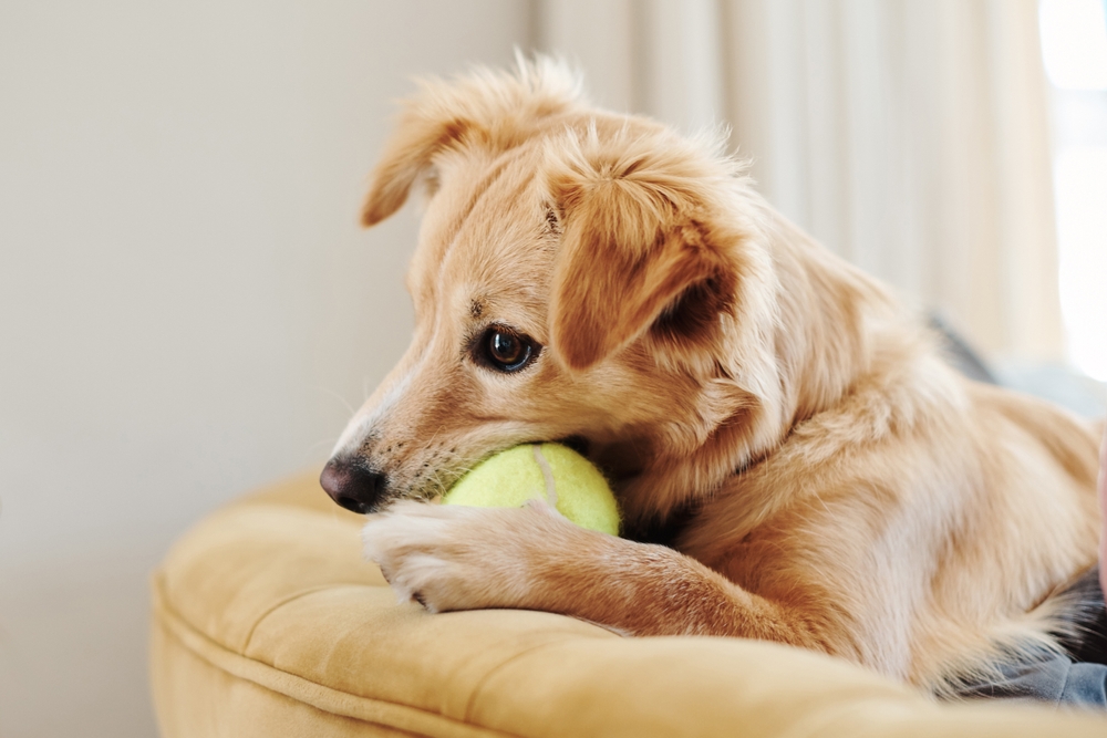 A golden dog lounges on a couch while gently holding a tennis ball, capturing a calm yet playful indoor moment.