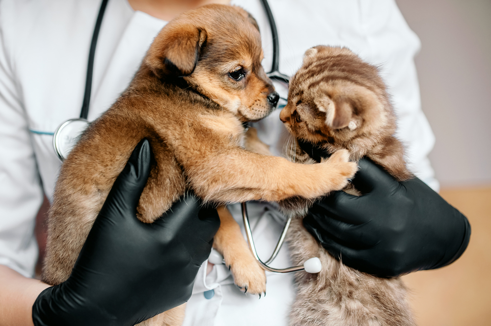 Puppy and Kitten at Vet Visit | Gentle Veterinary Care A veterinarian holds a puppy and kitten who gaze at each other, representing compassionate care and early bonding in a clinical setting.