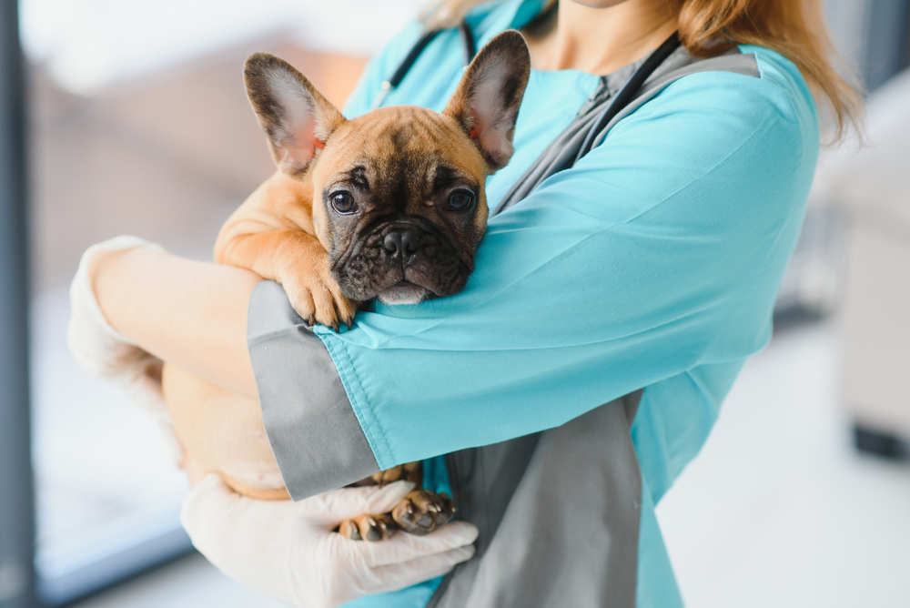 A French Bulldog rests comfortably in a veterinarian’s arms, symbolizing trust, safety, and attentive professional care.