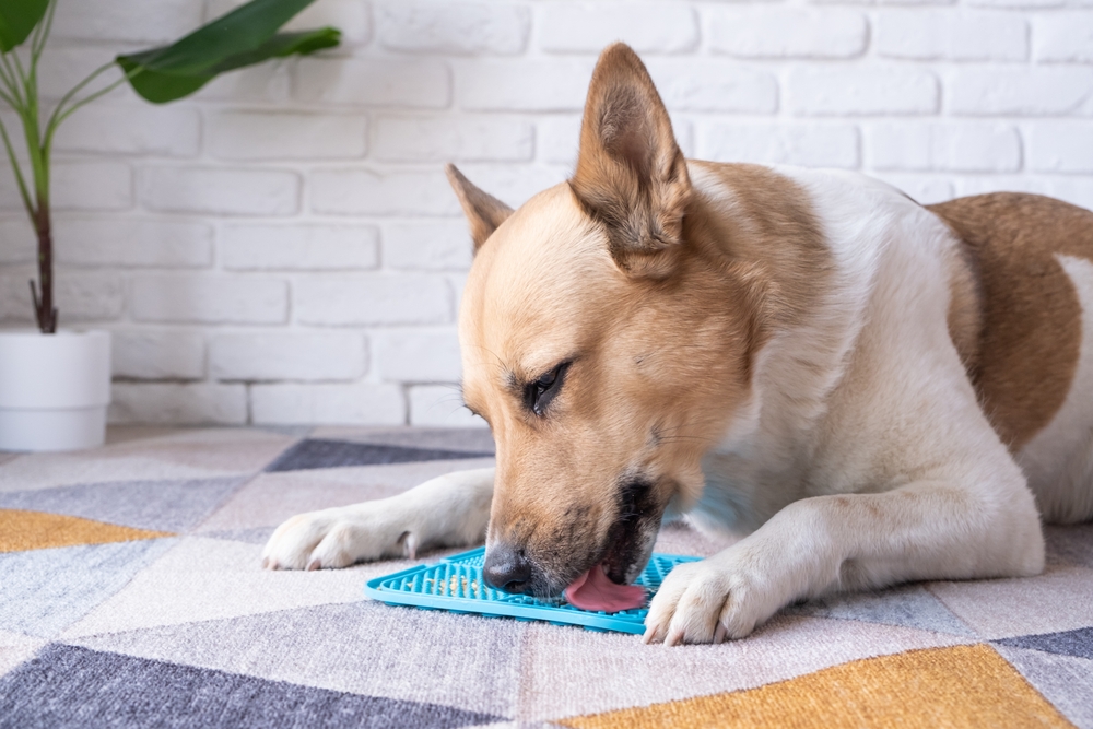 A dog enjoys a treat from a blue lick mat, engaging in a mentally stimulating and soothing enrichment activity.